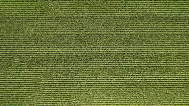 Aerial Flying Footage Cornfield Sunny Summer Day Top View Green — Stock video
