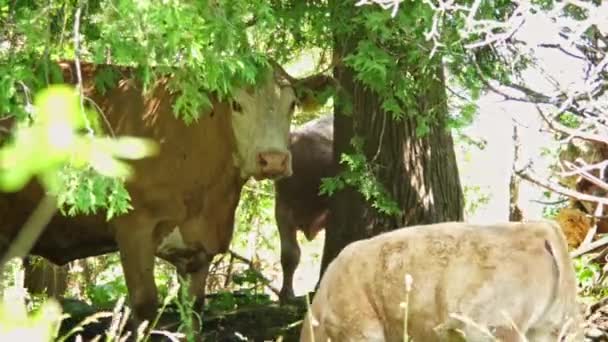 Cows Hiding Shadow Trees Pasture Dairy Cow Calf Covers Hit — Vídeos de Stock