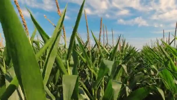 Walking Farmer Row Corn Seedling Crops Point View Field Summer — Vídeo de stock