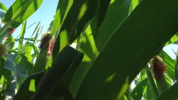Walking Farmer Row Corn Seedling Crops Point View Field Summer — Stockvideo
