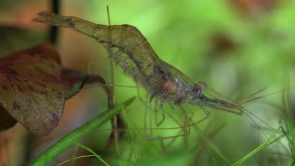 淡水幽霊エビマクロショット または不透明ガラスエビの後ろ尾が曲がった 藻類を食べるピノキオエビ Palaemontes Parudousフィーダー 非常に浅いフィールドの深さで閉じる — ストック動画