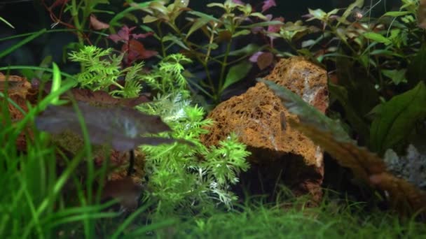 Planterade Sötvatten Hobby Akvarium Med Gröna Växter Och Räkor Fisk — Stockvideo