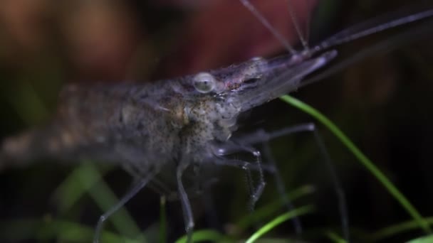 Gamberetti Fantasma Vetro Trasparente Nel Serbatoio Pesce Hobby Gamberetti Più — Video Stock