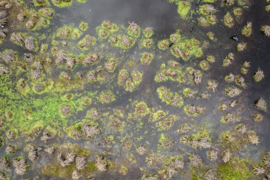 Kuru çim tepeli bataklık manzarası. Birkaç kuş için eve..