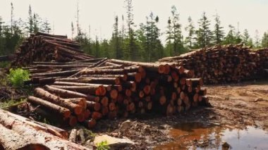 Pine and spruce trees at the Lumberjack route. Pine forest is a natural resource. Lumberjack road in the wild forest.