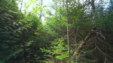 Güneşli yaz aylarında Evergreen Ormanı. Çam ve çam ağaçları, yosun ve yeşil bitkiler sihirli ormanda çiçeklerle. İdealist atmosferik manzara, peri masalı gibi hayal kurma havasında..