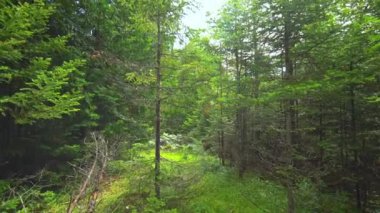Evergreen forest at sunny summer. Pine and spruce trees, moss and green plants with flowers in the magic forest. Idyllic atmospheric landscape, in fairytale fantasy dreamlike mood.