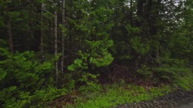 Country road in wild pine forest. Traveling and exploring nature at countryside. Forest trail scene landscape. Woodland path or single lane road and tall wild spruce green trees. Idyllic forest scene