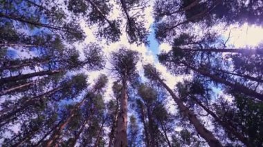 Yazın çam ağaçlarının alt manzarası, Kanada kırsalındaki vahşi ormanda yeşil ağaçlar. Mavi gökyüzüne karşı her zaman yeşil ormandaki uzun ladin ağaçları.