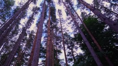 Bottom view of tall old trees in evergreen wild forest in Ontario, of Canada. Wide angle background with blue sky. Looking up at spruce trees crowns branches and twigs in the wood forest.