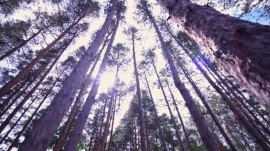 View up from bottom of pine trees in forest at summer sunshine. Big and tall pine and spruce trees with sun light.