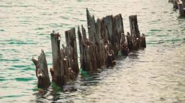 Landscape of the Huron Lake water and old withered wooden dock posts or marina wreck at sunny day in Georgian Bay near Spirit Rock Conservation Area at Wiarton, Ontario, Canada.