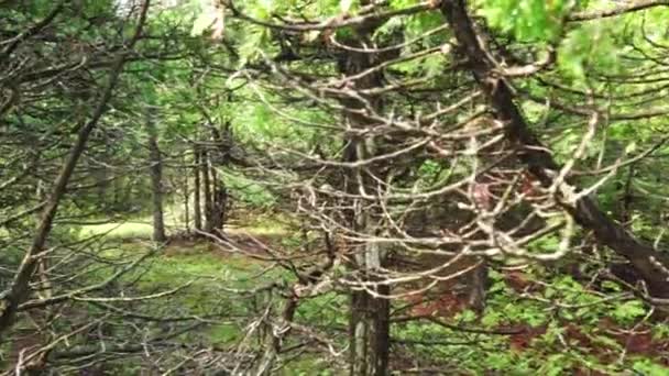 Evergreen Forest Sunny Summer Pine Spruce Trees Moss Green Plants — Vídeo de stock