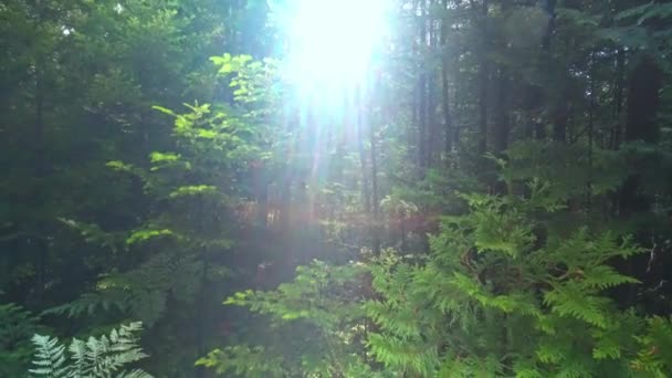 Evergreen Forest Sunny Summer Pine Spruce Trees Moss Green Plants — Stock videók