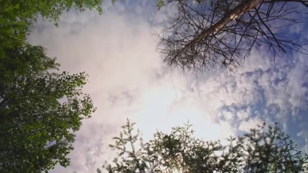 Bottom View Pine Trees Summer Green Trees Wild Forest Rural — Wideo stockowe