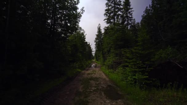 Dark Atmospheric Landscape Evergreen Wild Pine Forest Fairytale Fantasy Mysterious — Stok video