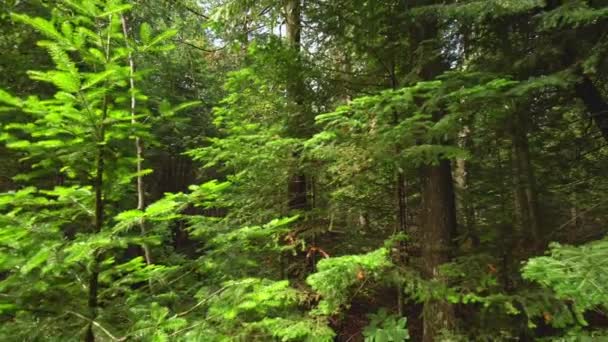 Evergreen Forest Sunny Summer Pine Spruce Trees Moss Green Plants — стоковое видео
