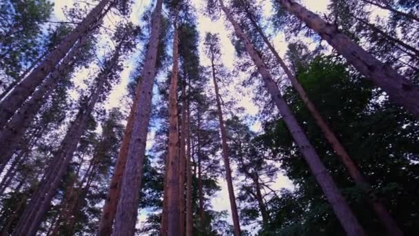 Bottom View Tall Old Trees Evergreen Wild Forest Ontario Canada — Vídeo de Stock