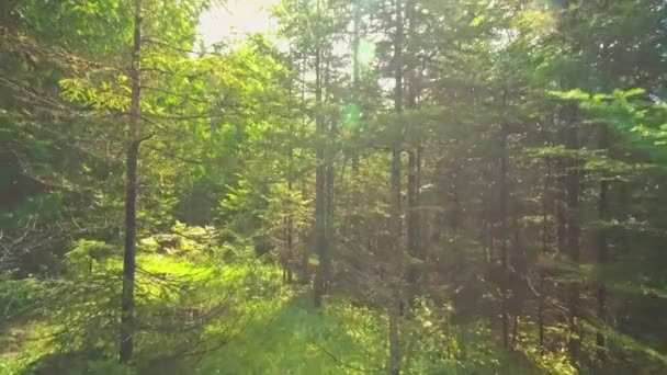 Evergreen Forest Sunny Summer Pine Spruce Trees Moss Green Plants — Videoclip de stoc