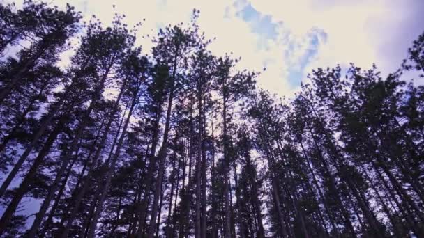 Bottom View Tall Old Trees Evergreen Wild Forest Ontario Canada — Vídeo de stock