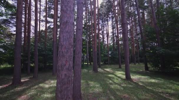 Bottom View Pine Trees Summer Green Trees Wild Forest Rural — Video Stock