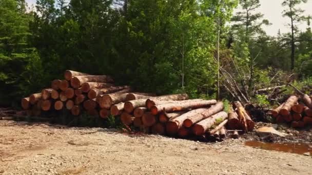 Houten Natuurgezaagde Boomstammen Houtblokken Het Wilde Bos Bomen Stammen Gesneden — Stockvideo