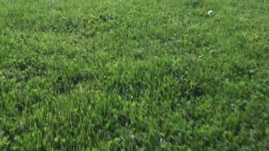 Güneşli bir günde futbol sahası çimenleri, yazın yeşil çimenli futbol sahası. Oyunlar ve etkinlikler için boş spor stadyumu.