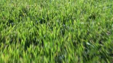 Güneşli bir günde futbol sahası çimenleri, yazın yeşil çimenli futbol sahası. Oyunlar ve etkinlikler için boş spor stadyumu.