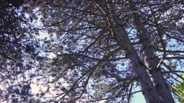 Letní Den Lese Mezi Jedlemi Lese Vidět Slunce Čerstvé Jarní — Stock video