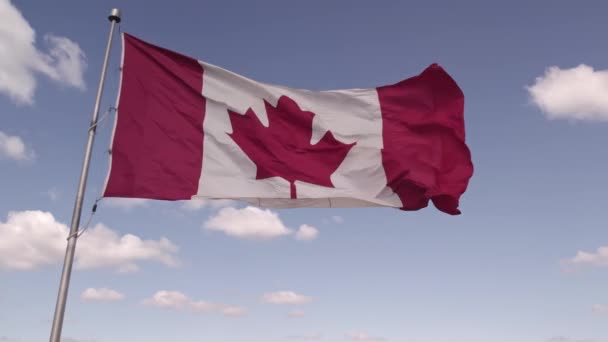 Happy Canadian Citizen Patriot Concept Canadian Flag Wind Blue Cloudy — Stock Video