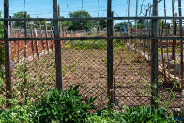 Urban gardening. City urbanized vegetable garden. Growing, farming vegetables in the city. Agriculture of organic hand grown food. Self sustained system of gardening reusing rainwater.