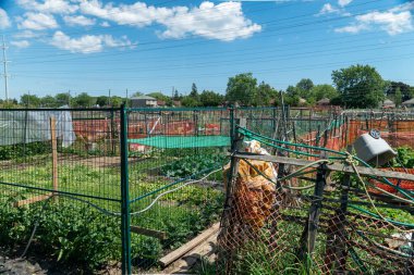 Neighbourhood urban garden, with hands grown green vegetables Agriculture in the city by citizens near their buildings and houses. Community family farming garden.
