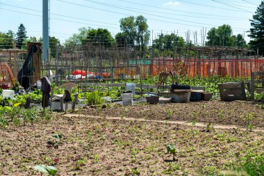 Urban gardening and greenery in the city downtown, helps grow fresh and healthy food and leisure while connect with nature and promote sustainable living. Hobby and leisure.