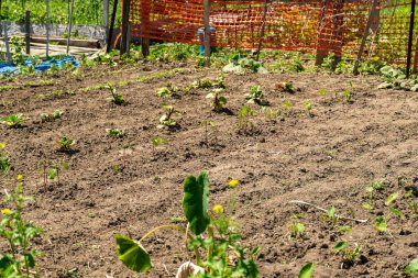 Gardening view and growing vegetables in editable garden. Permaculture and polycultures technique used to grow food vegetables in raised beds. Crops of vegetables in family vegetable garden.