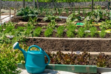 Urban farming view, organic and natural vegetables harvest. Grassroots activism and transformation of public spaces, urban renewal agriculture and ecology. Guerrilla gardening and food security