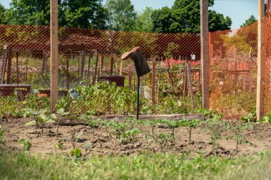 Gardening view and growing vegetables in editable garden. Permaculture and polycultures technique used to grow food vegetables in raised beds. Crops of vegetables in family vegetable garden.