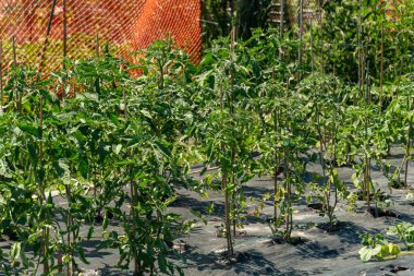 Gardening view and growing vegetables in editable garden. Permaculture and polycultures technique used to grow food vegetables in raised beds. Crops of vegetables in family vegetable garden.