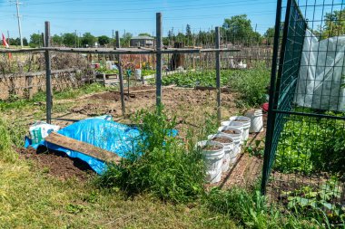  Urban gardening. City urbanized vegetable garden. Growing, farming vegetables in the city. Agriculture of organic hand grown food. Self sustained system: Toronto, Ontario, Canada June 23, 2022.
