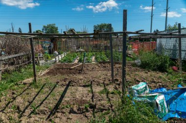  Urban gardening. City urbanized vegetable garden. Growing, farming vegetables in the city. Agriculture of organic hand grown food. Self sustained system: Toronto, Ontario, Canada June 23, 2022.