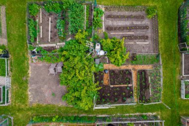 Backyard vegetable garden with organic salads and veggies. Urban farm with growing vegetables near urban buildings and cottages. Fresh food plants on soil in the downtown Toronto gardens.