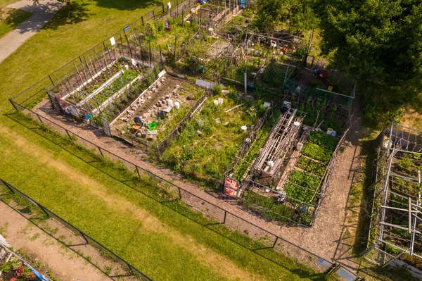 Neighbourhood Urban Garden Hands Grown Green Vegetables Agriculture City Citizens — Foto Stock