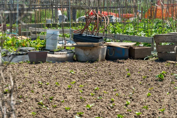 Community based modern urban farming and organic family gardens with various vegetables, fruits and plants. Cultivation of fresh produce and Homestead horticulture.