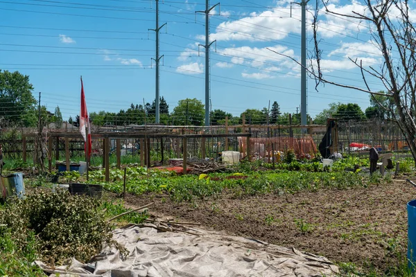 Urban guerrilla gardening view. Community gardening or urban foraging and urban homesteading hobby and leisure. Innovative food sustainability and community empowerment farming in urban spaces
