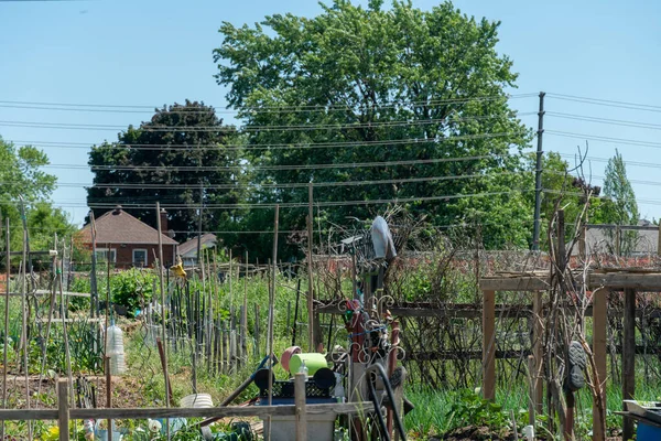 Urban gardening and farming view. Urban oases in summer day. Sustainable living and edible urban jungle. New city movement that using practices like urban permaculture and guerrilla gardening.