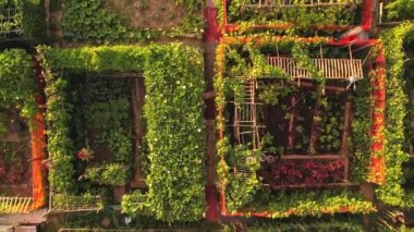 Neighbourhood urban garden, with hands grown green vegetables Agriculture in the city by citizens near their buildings and houses. Aerial view of community farming garden.