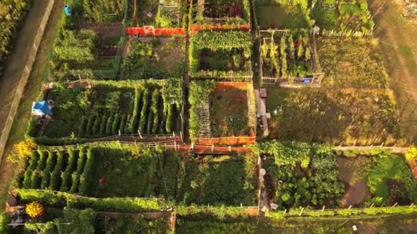 Άποψη Της Αστικής Γεωργίας Βιολογική Και Φυσική Συγκομιδή Λαχανικών Ακτιβισμός — Αρχείο Βίντεο