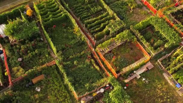 Urban Gardening Stadt Verstädterten Gemüsegarten Luftaufnahme Wachsend Anbau Von Gemüse — Stockvideo