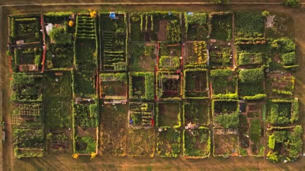 Permaculture Trend Result View Sustainable Design Systems Farming City Downtown — Video Stock