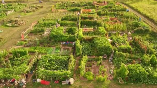 Urban Ogrodnictwo Zurbanizowanych Miasta Ogrodu Warzywnego Widok Lotu Ptaka Uprawa — Wideo stockowe