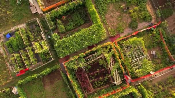 市区的城市园林绿化 创新的耕作技术和类似于城市居民屋顶园艺的技术 在城市里种植你自己的有机产品 业余爱好和休闲 — 图库视频影像